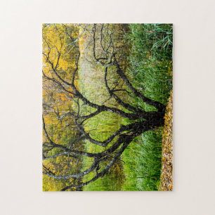 Puzzle Arbre de bouleau de Carélie tordu en automne