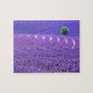 Puzzle Arbre solitaire dans le champ de lavande, France