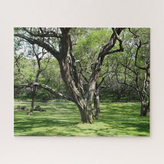 Puzzle Arbres (Horizontal)