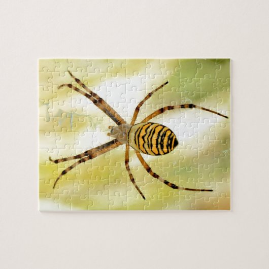 Puzzle Argiope (Horizontal)