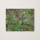 Puzzle Argiope trifasciata Orb Weaver Spider (Horizontal)