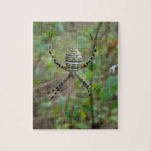 Puzzle Argiope trifasciata Orb Weaver Spider