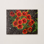 Puzzle Arizona Sun Blanketflowers (Horizontal)