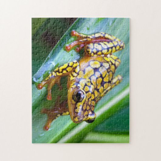 Puzzle Arlequin Poison Dart Frog (Vertical)