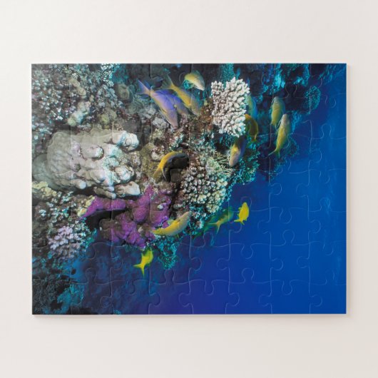 Puzzle Around Small Coral (Horizontal)