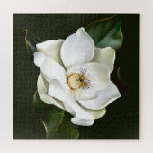 Puzzle Arrière - plan blanc Magnolia Closeup Vert (Horizontal)