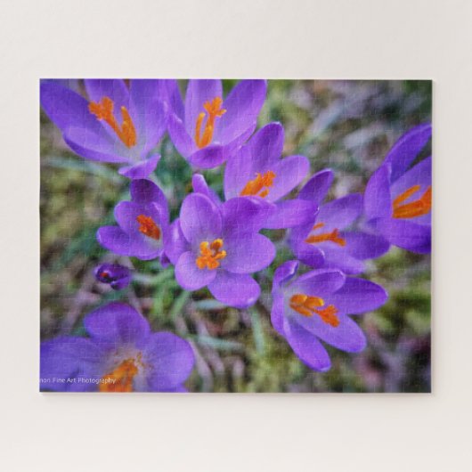 Puzzle Art Crocus (Horizontal)