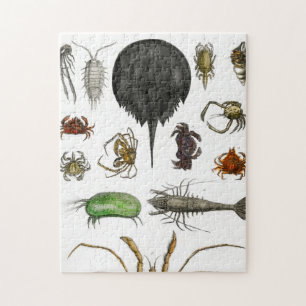 Puzzle arthropodes