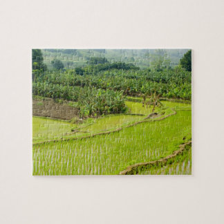 Puzzle Asie, Chine, province du Yunnan, Honghe. Banane