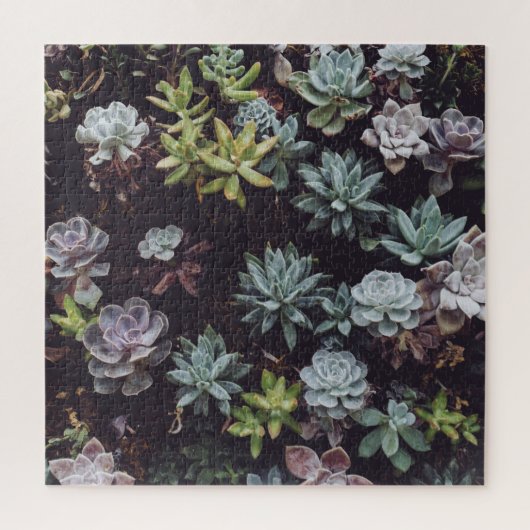 Puzzle Assortiment de petits Plantes succulents (Vertical)