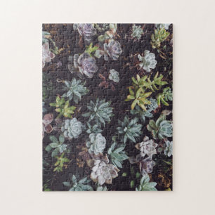 Puzzle Assortiment de petits Plantes succulents