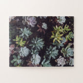 Puzzle Assortiment de petits Plantes succulents (Horizontal)