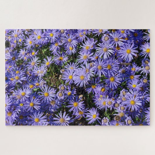 Puzzle Aster amellus ‘Moerheim gem’ (Horizontal)