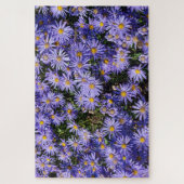 Puzzle Aster amellus ‘Moerheim gem’ (Vertical)
