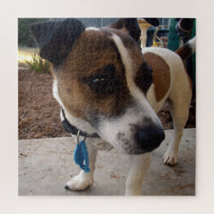 Puzzle Attraction de chien Fox Terrier,