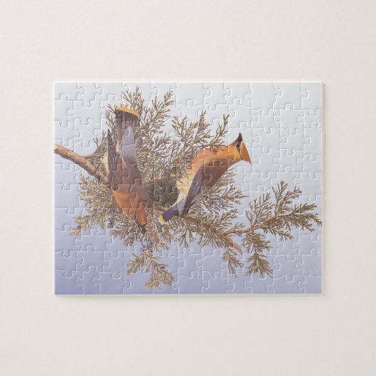 Puzzle Audubon Cedar Waxwing Bird on Evergreen Juniper (Horizontal)
