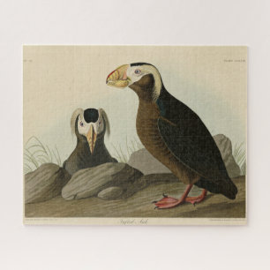 Puzzle Audubon (Puffin) - Audubon's Birds of America