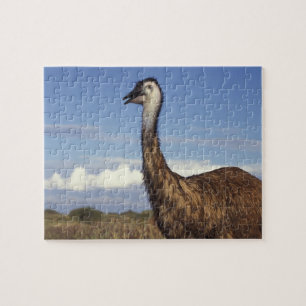 Puzzle Australie, Australie-Occidentale. Émeu (Dromaius
