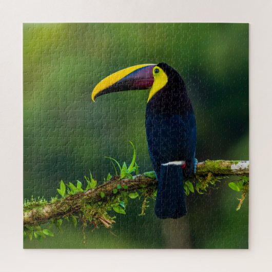 Puzzle Australien exotique été toucan oiseau défi (Vertical)