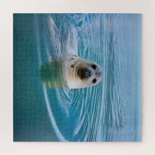 Puzzle Aventure Seal Pup (Horizontal)