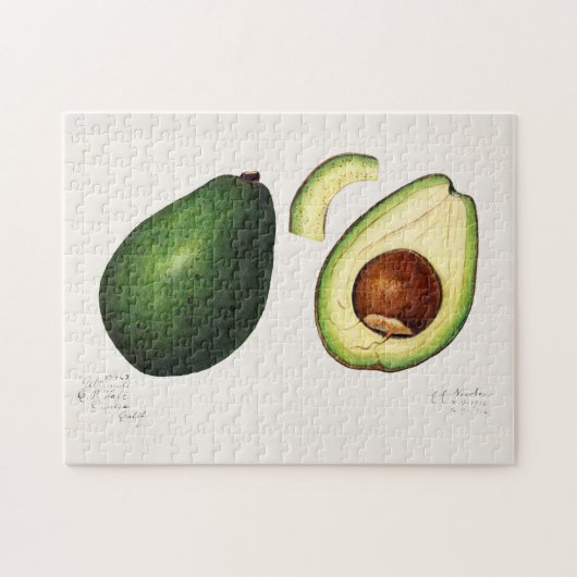 Puzzle Avocado (Persea) Peinture d'aquarelle aux fruits (Horizontal)