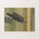 Puzzle B33 Buse de Swainson (Horizontal)