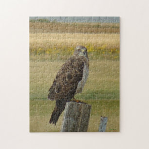 Puzzle B33 Buse de Swainson