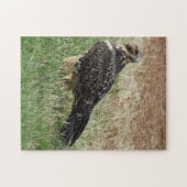 Puzzle B52 Buse de Swainson (Horizontal)