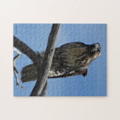 Puzzle B54 Buse de Swainson (Horizontal)