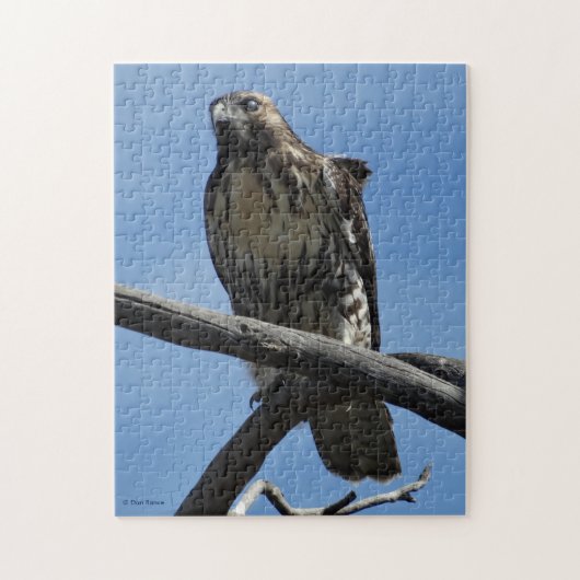 Puzzle B54 Buse de Swainson (Vertical)