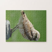 Puzzle B56 Hibou des terriers (Horizontal)