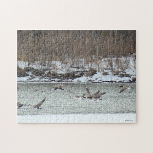 Puzzle B7 Oies canadiennes en vol (Horizontal)