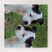 Puzzle B W Staffordshire Bull Terrier Puppies, Jigsaw (Horizontal)