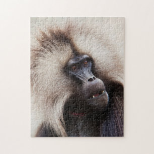 Puzzle Babouin gelada, Éthiopie