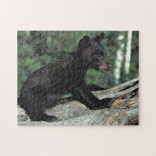 Puzzle Baby Black Bear Cub (Horizontal)
