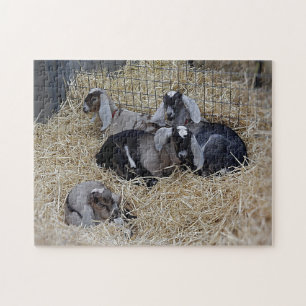 Puzzle Baby Chèvres