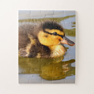 Puzzle Baby Mallard Duck Swimming