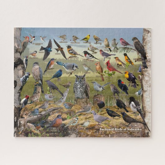 Puzzle Backyard Birds of Nebraska (Horizontal)