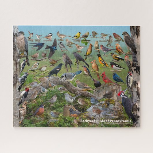 Puzzle Backyard Birds of Pennsylvania (Horizontal)