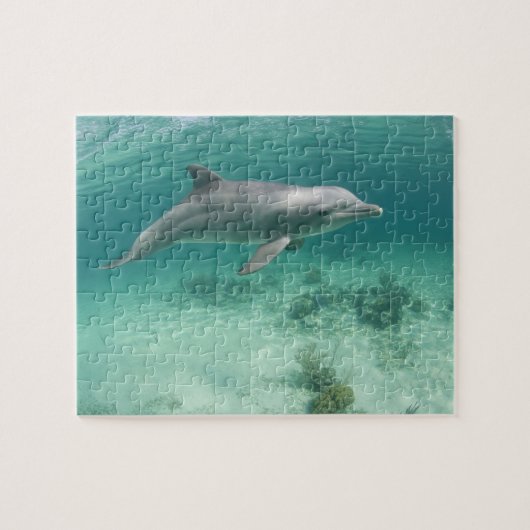 Puzzle Bahamas, île de Grand Bahama, Freeport, captif 6 (Horizontal)