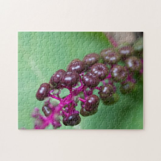 Puzzle Baies pourpres (Horizontal)