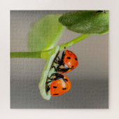 Puzzle Baiser Ladybugs (Horizontal)
