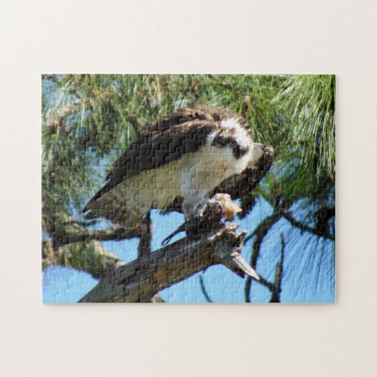 Puzzle Balbuzard - Buse de mer - Buse de poisson - Raptor (Horizontal)