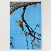 Puzzle Balbuzard dans la nature (Vertical)