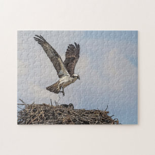 Puzzle Balbuzard dans un nid