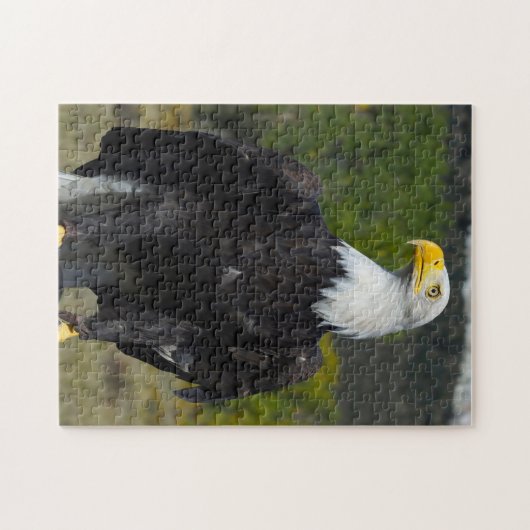 Puzzle Bald Eagle Colorado. (Horizontal)