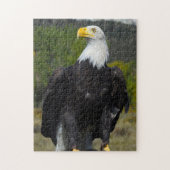 Puzzle Bald Eagle Colorado. (Vertical)