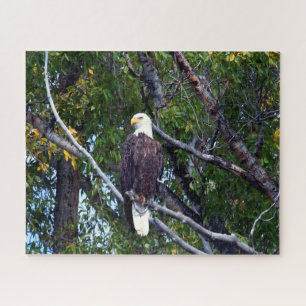 Puzzle Bald Eagle Grand Teton National Park Wyoming.