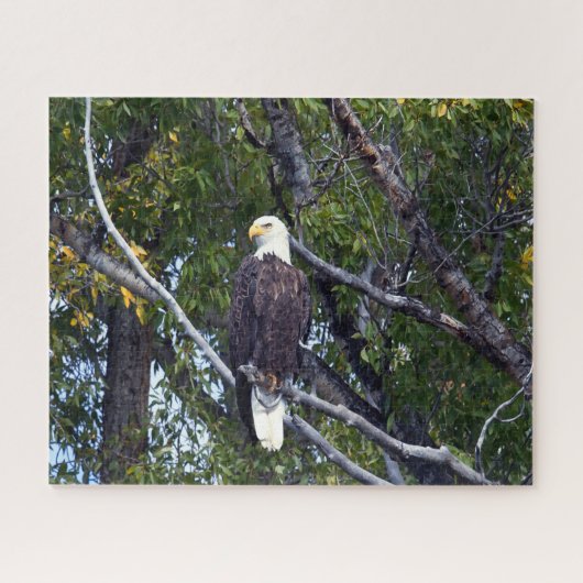 Puzzle Bald Eagle Grand Teton National Park Wyoming. (Horizontal)