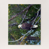 Puzzle Bald Eagle Grand Teton National Park Wyoming. (Vertical)